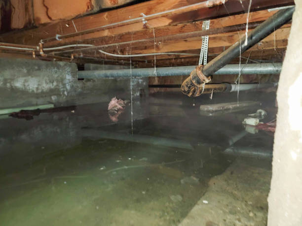 Best Flood restoration services  in Forest View, IL