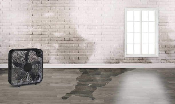 Best Water damage restoration experts  in Forest View, IL